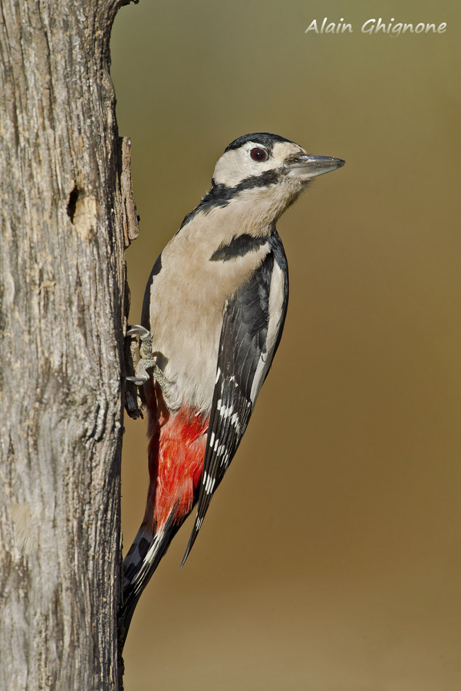 picchio rosso maggiore VDA